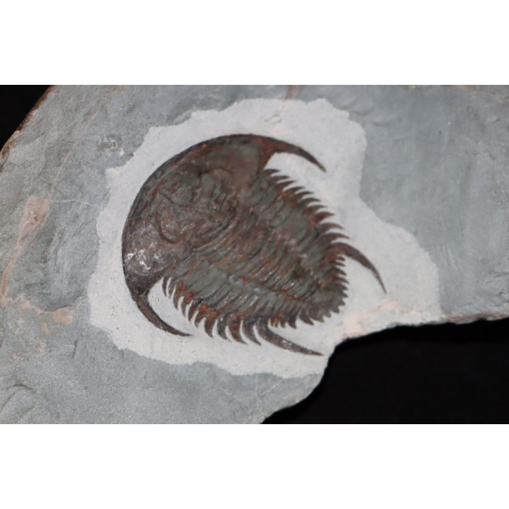 Neltneria jacqueti