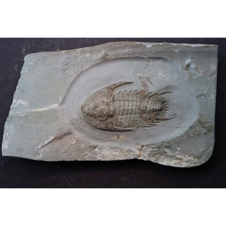 Neltneria jacqueti