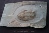 Neltneria jacqueti