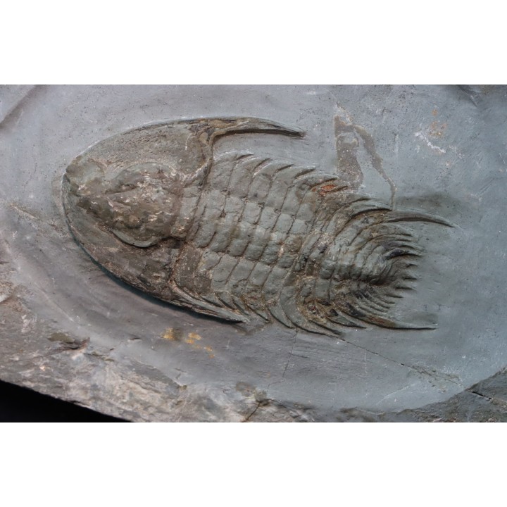 Neltneria jacqueti