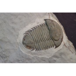 bondonella sdzuyi
