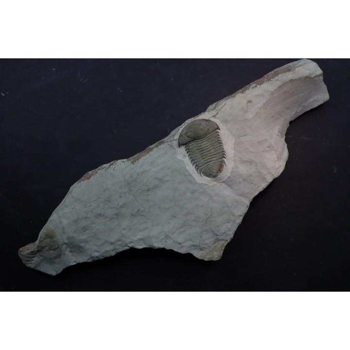 bondonella sdzuyi