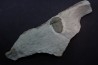 bondonella sdzuyi