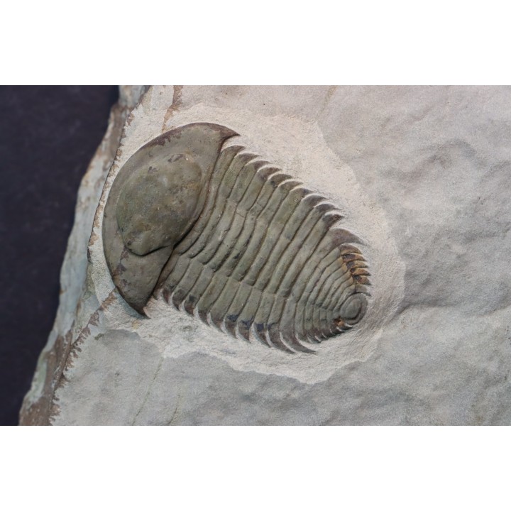bondonella sdzuyi