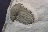 bondonella sdzuyi