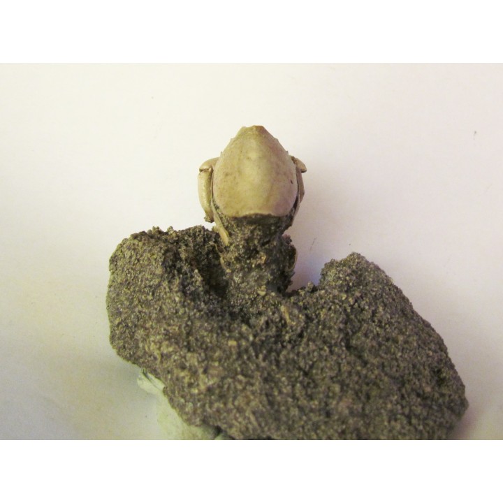 crab RANILIA
