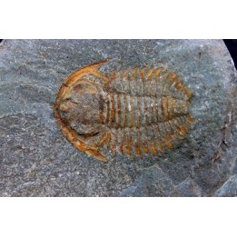 bondonella termieri