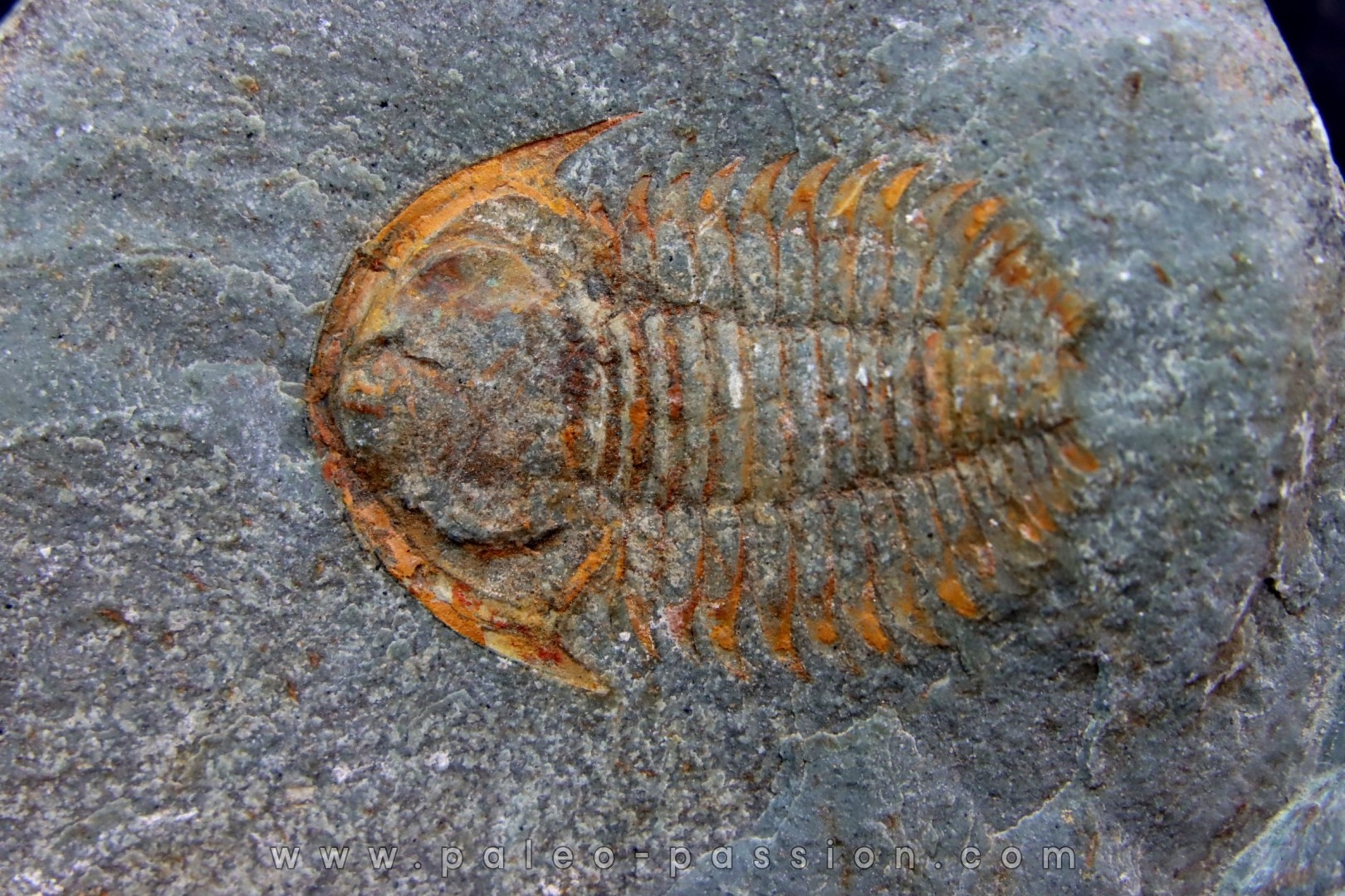 bondonella termieri