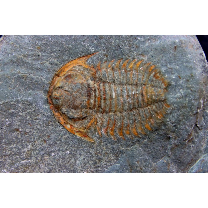 bondonella termieri