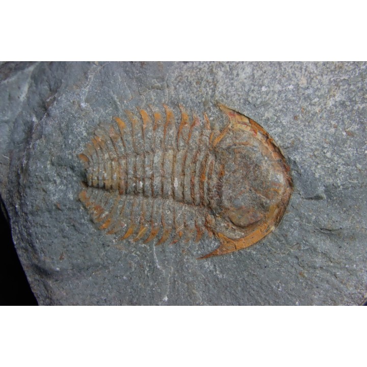bondonella termieri