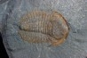 bondonella termieri