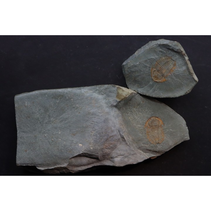 bondonella termieri
