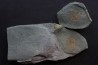 bondonella termieri