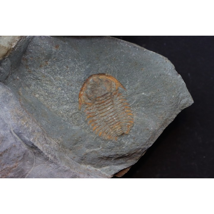bondonella termieri