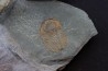 bondonella termieri