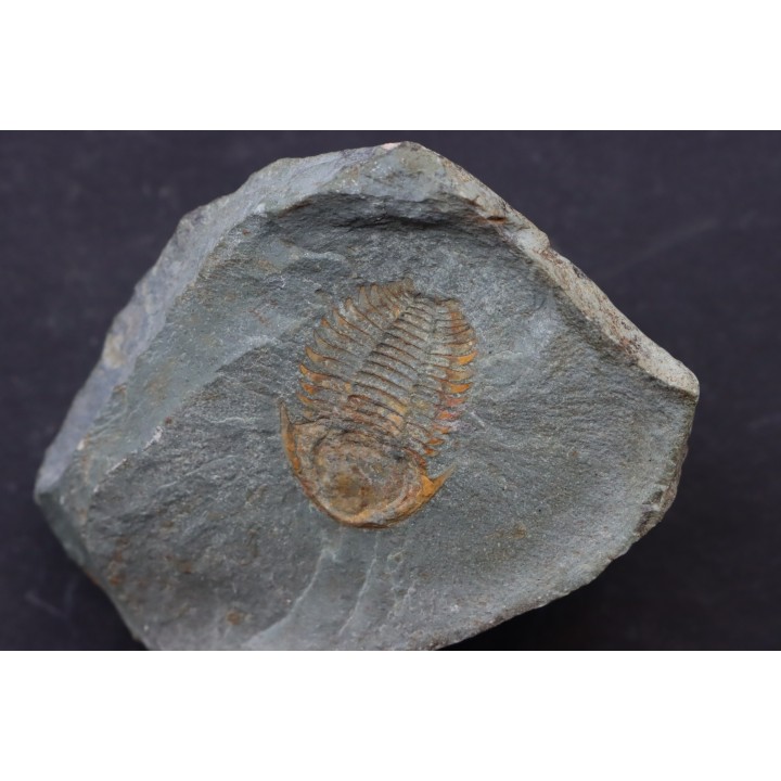 bondonella termieri