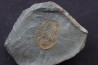 bondonella termieri