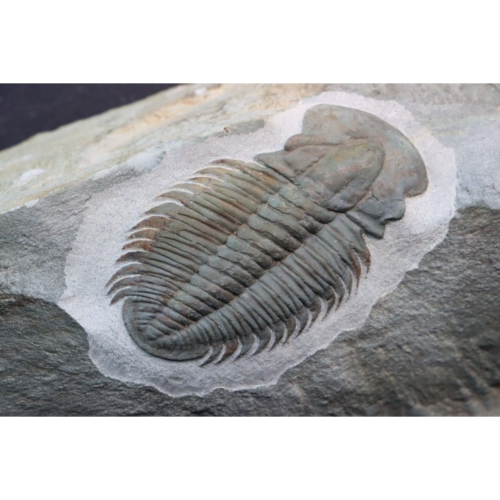 Termierella latifrons