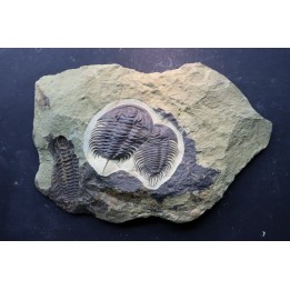 Pseudosaukianda lata