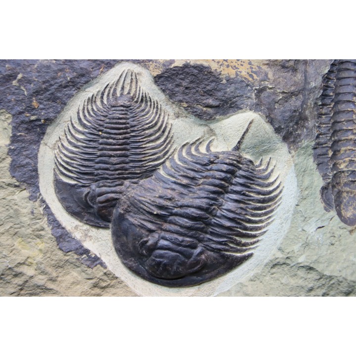 Pseudosaukianda lata