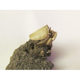 crabe RANILIA