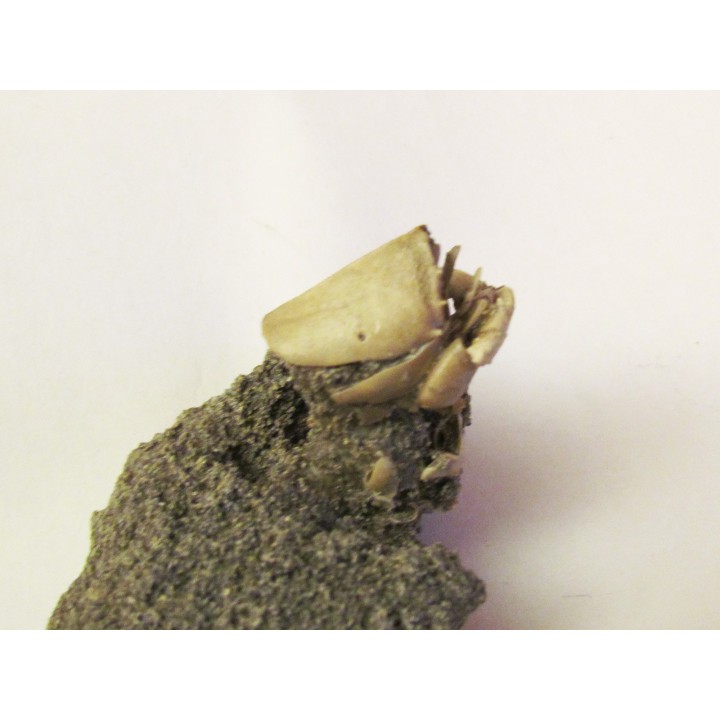 crabe RANILIA