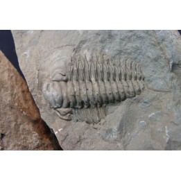 Pseudosaukianda lata