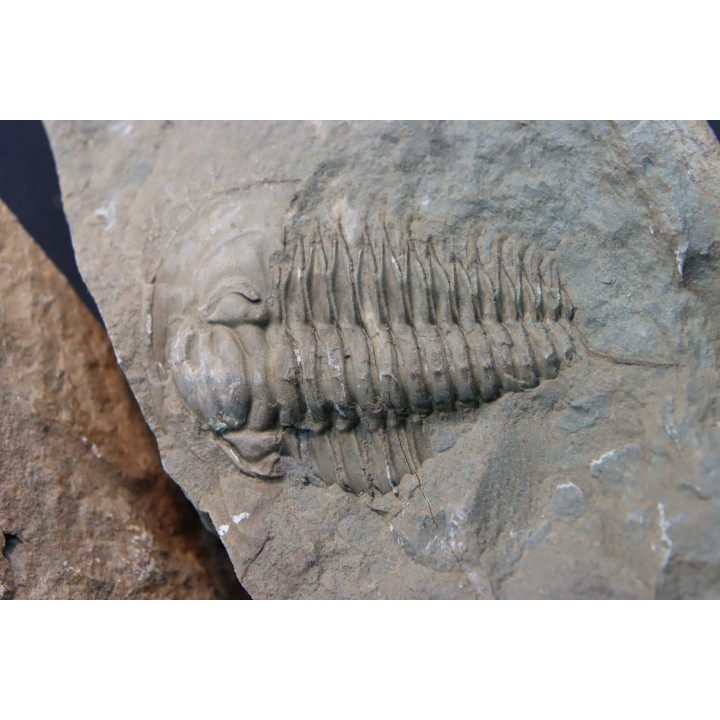 Pseudosaukianda lata