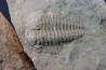 Pseudosaukianda lata