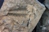 Pseudosaukianda lata