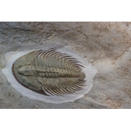 Pseudosaukianda lata