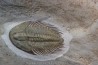 Pseudosaukianda lata