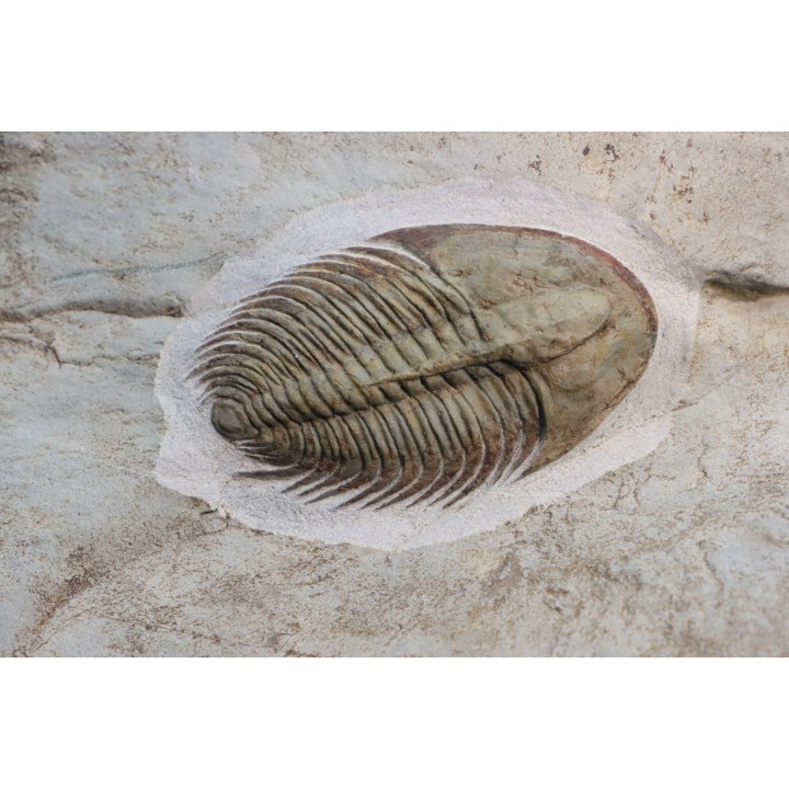 Pseudosaukianda lata