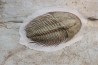 Pseudosaukianda lata