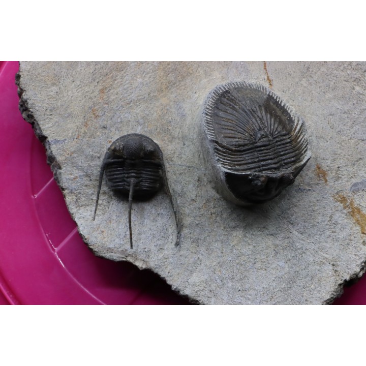 Thysanopeltis speciosa - Cyphaspis credensis - region de Rissani