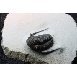 Cyphaspis eberhardiei - Emsien -  Foum Zguid