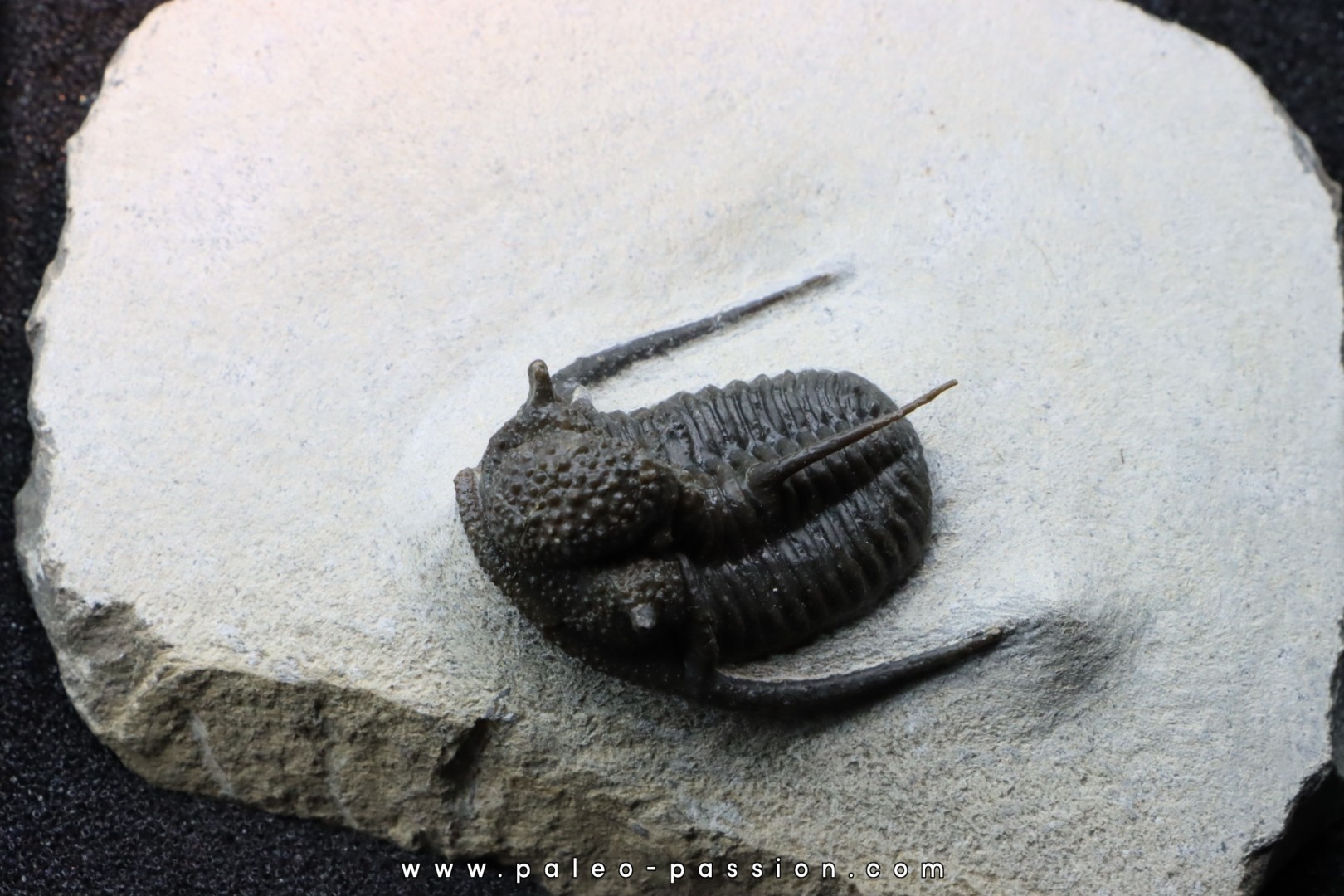Cyphaspis eberhardiei - Emsien - Foum Zguid