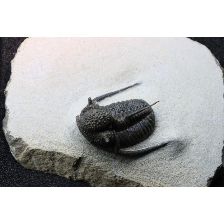 Cyphaspis eberhardiei - Emsien -  Foum Zguid