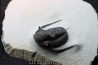 Cyphaspis eberhardiei - Emsien - Foum Zguid