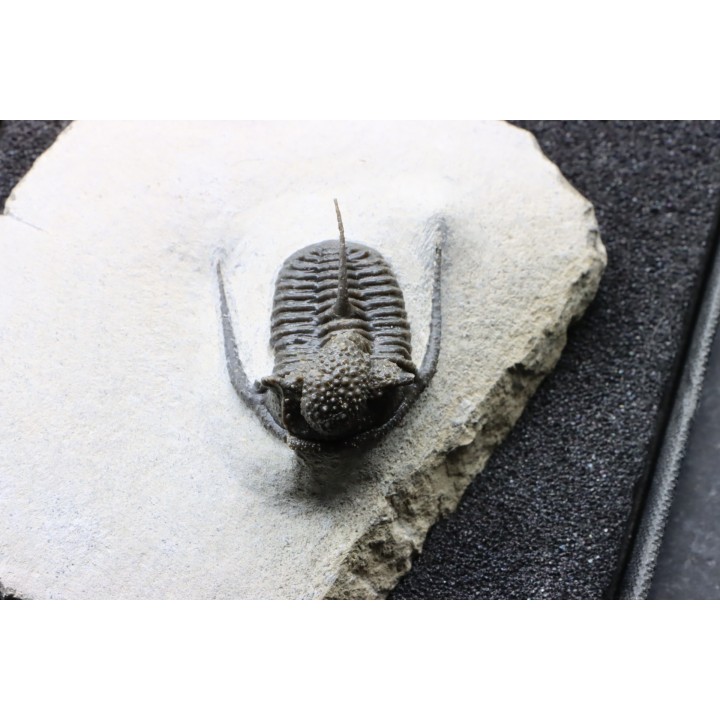 Cyphaspis eberhardiei - Emsien -  Foum Zguid