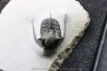 Cyphaspis eberhardiei - Emsian -  Foum Zguid