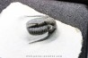 Cyphaspis eberhardiei - Emsian -  Foum Zguid