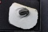 Cyphaspis eberhardiei - Emsien - Foum Zguid