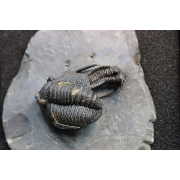 cyphaspis eximia and diademaproetus antatlasia - eifelian - jbel oufatene