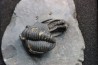 cyphaspis eximia and diademaproetus antatlasia - eifelian - jbel oufatene