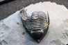 cyphaspis eximia et diademaproetus antatlasia - eifelien - jbel oufatene