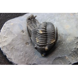 cyphaspis eximia and diademaproetus antatlasia - eifelian - jbel oufatene