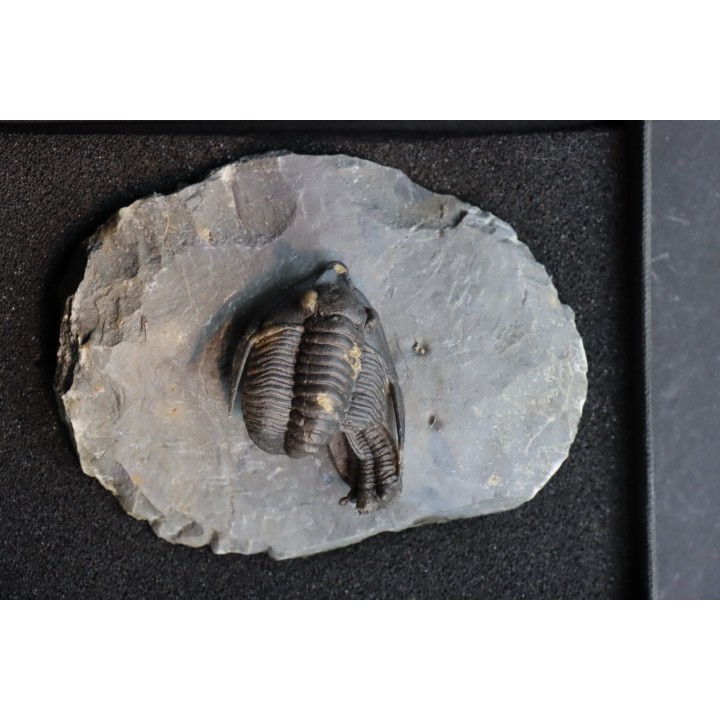 cyphaspis eximia et diademaproetus antatlasia - eifelien - jbel oufatene