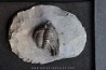 cyphaspis eximia et diademaproetus antatlasia - eifelien - jbel oufatene