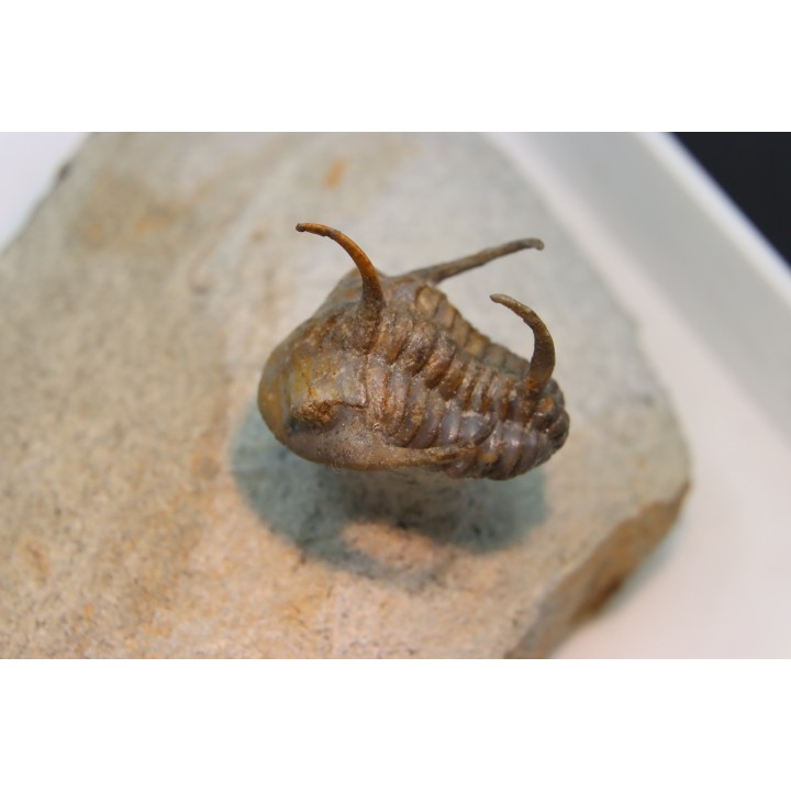Kingaspidoides spinirecurvatus - cambrian - jbel Saghro - morocco